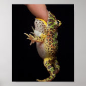 kikker poster (Voorkant)