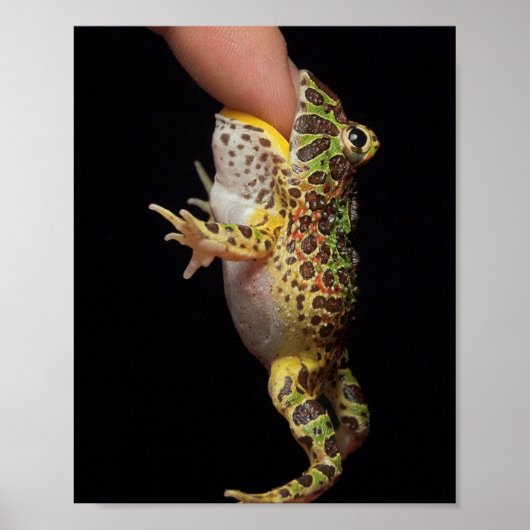 kikker poster (Voorkant)