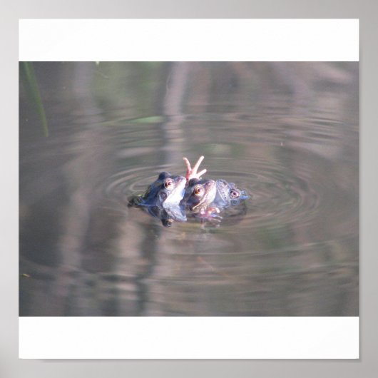 Kikker Poster (Voorkant)