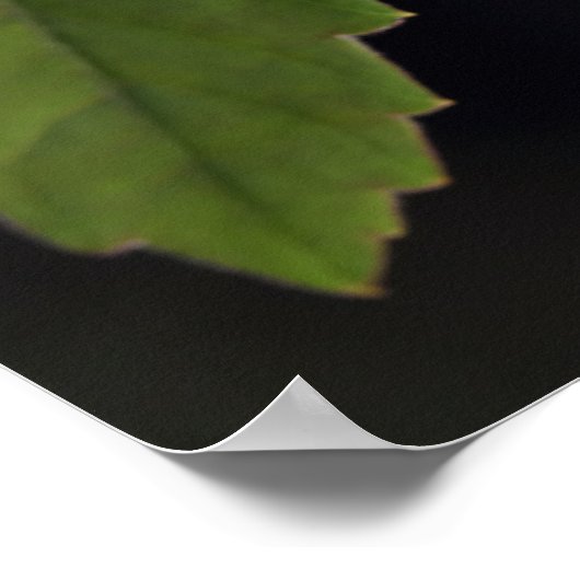 Kikker Poster (Hoek)