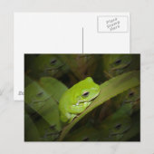 Kikker Reflectie Briefkaart (Voorkant / Achterkant)