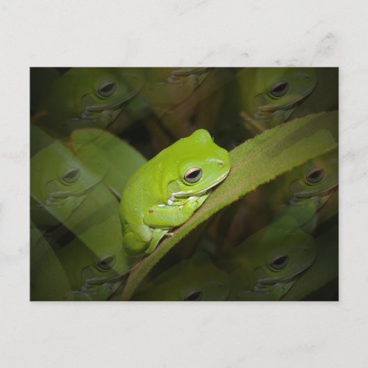 Kikker Reflectie Briefkaart (Voorkant)