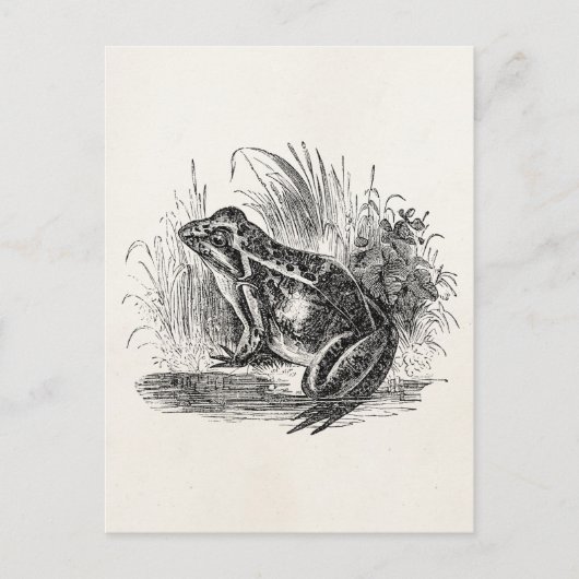  Kikker - Reptiele kikkervis Sjabloon blanco Briefkaart (Voorkant)