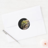Kikker Ronde Sticker (Envelop)