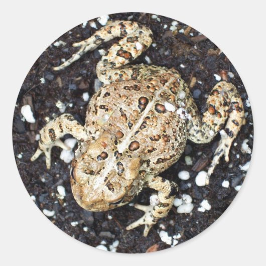 Kikker Ronde Sticker (Voorkant)