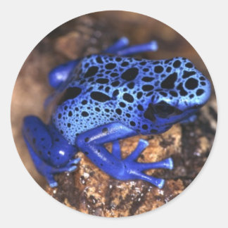 Kikker Ronde Sticker