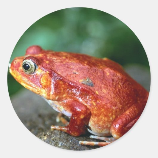 Kikker Ronde Sticker (Voorkant)