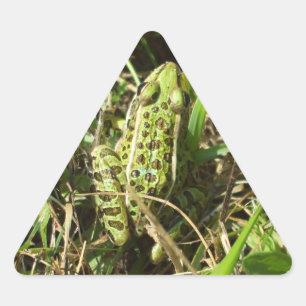Kikker Sticker
