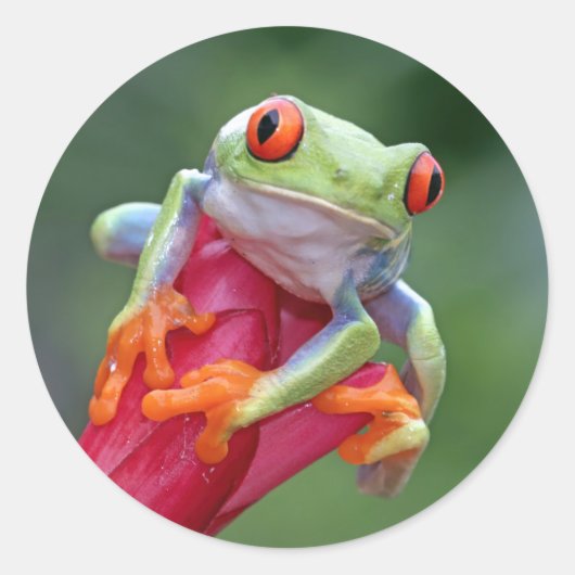 Kikker-stickers Ronde Sticker (Voorkant)