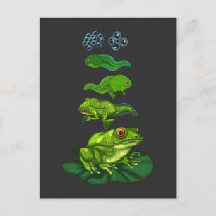 Kikker Tadpole Biology Metamorphosis Life Cycle Ar Briefkaart