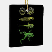 Kikker Tadpole Levenscyclus biologie Keramisch Ornament (Rechts)
