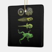 Kikker Tadpole Levenscyclus biologie Keramisch Ornament (Links)