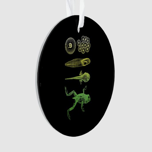 Kikker Tadpole Levenscyclus biologie Ornament (voorkant)