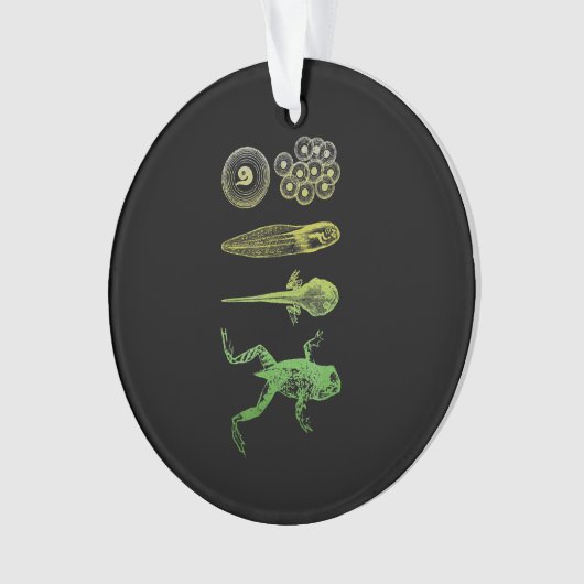 Kikker Tadpole Levenscyclus biologie Ornament (voorkant)