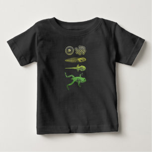 Kikker Tadpole Metamorfose Levenscyclus Biologie