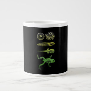 Kikker Tadpole Metamorfose Levenscyclus Biologie Grote Koffiekop