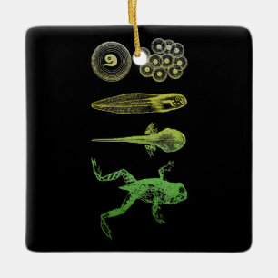 Kikker Tadpole Metamorfose Levenscyclus Biologie Keramisch Ornament