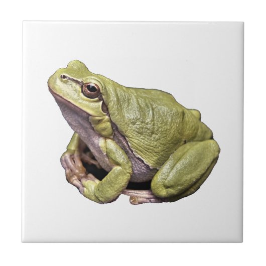 Kikker Tegeltje (Voorkant)