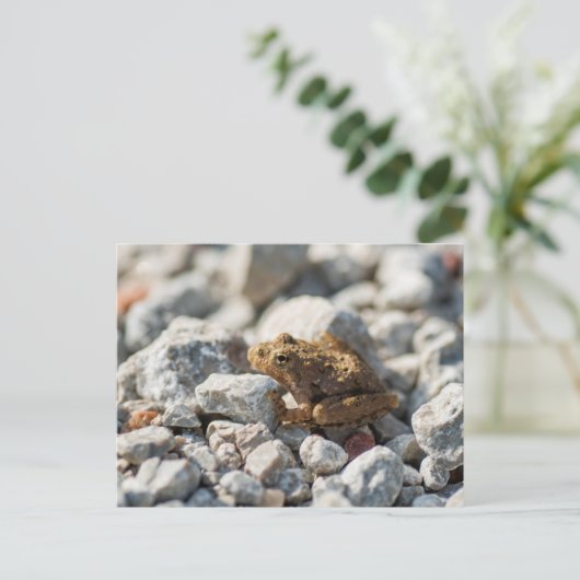 Kikker van Blanchard Briefkaart (Staand voorkant)