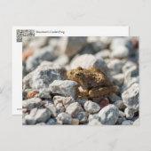 Kikker van Blanchard Briefkaart (Voorkant / Achterkant)