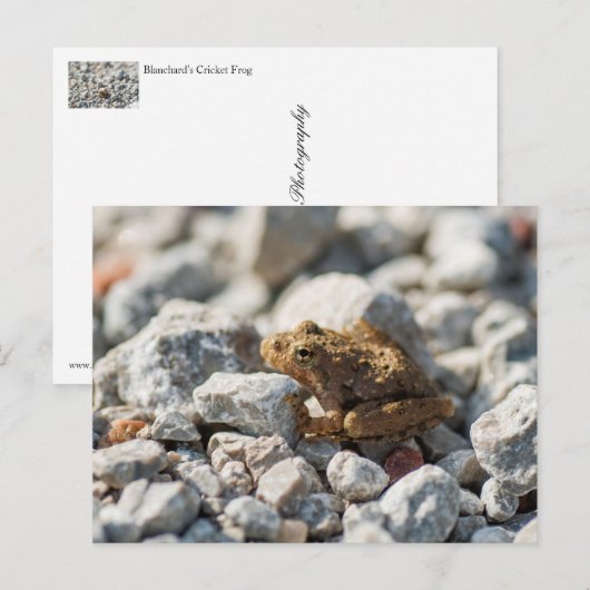 Kikker van Blanchard Briefkaart (Voorkant / Achterkant)