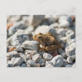 Kikker van Blanchard Briefkaart (Voorkant)