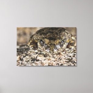 Kikker van Californië (Pseudacris cadaverina), Canvas Afdruk