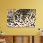 Kikker van Californië (Pseudacris cadaverina), Canvas Afdruk (Insitu (Woonkamer))