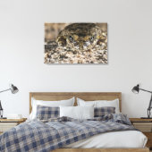 Kikker van Californië (Pseudacris cadaverina), Canvas Afdruk (Insitu (Slaapkamer))