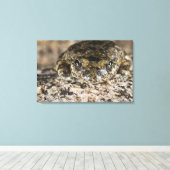 Kikker van Californië (Pseudacris cadaverina), Canvas Afdruk (Insitu (Houten vloer))