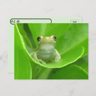 Kikker van de oversteekplaats op het Oranje leder  Briefkaart