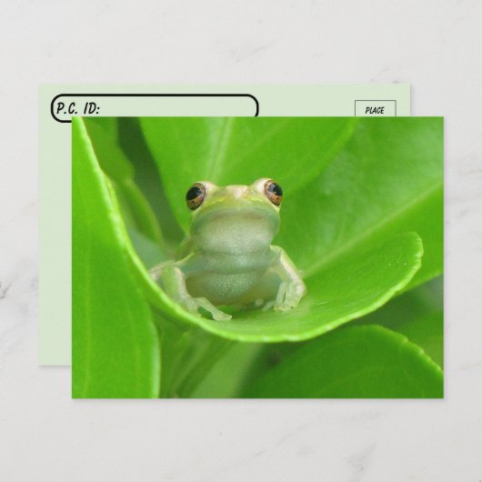 Kikker van de oversteekplaats op het Oranje leder  Briefkaart (Voorkant / Achterkant)