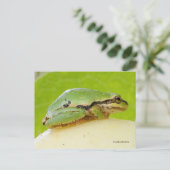 Kikker van de Pacifische pekel op de zomerpomp Briefkaart (Staand voorkant)