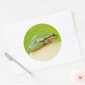 Kikker van de Pacifische pekel op de zomerpomp Ronde Sticker (Envelop)