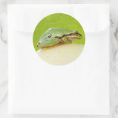 Kikker van de Pacifische pekel op de zomerpomp Ronde Sticker (Tas)