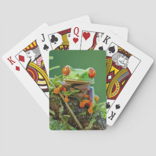 Kikker van de rode ogen op een tak pokerkaarten