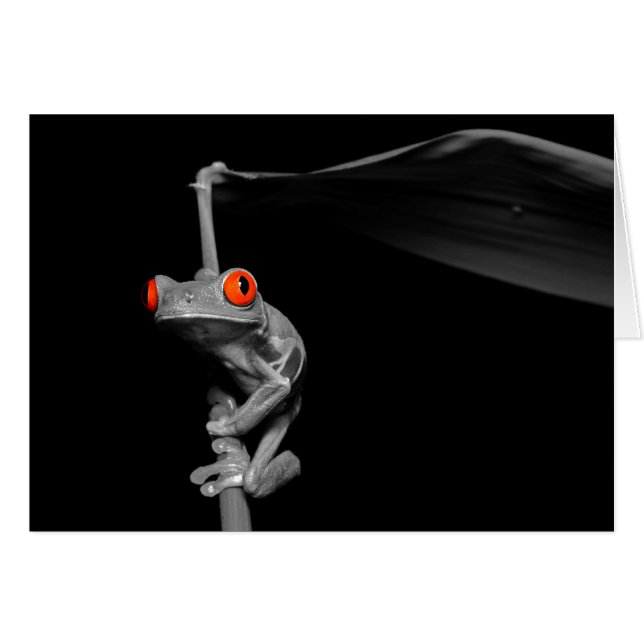 Kikker van de rode oogboom (Voorkant Horizontaal)