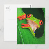 Kikker van de rode oogboom briefkaart (Voorkant / Achterkant)