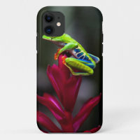 Kikker van de rode oogboom