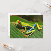 Kikker van de rode oogboom kaart (Voorkant / Achterkant in situ)