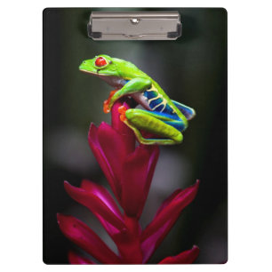 Kikker van de rode oogboom klembord