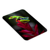 Kikker van de rode oogboom magneet (Rechterzijde)