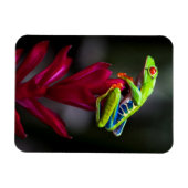 Kikker van de rode oogboom magneet (Horizontaal)