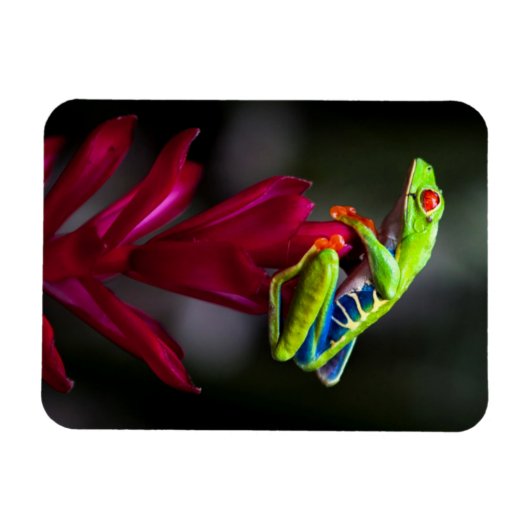 Kikker van de rode oogboom magneet (Horizontaal)