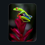 Kikker van de rode oogboom magneet<br><div class="desc">Tom Norring / DanitaDelimont.com | Midden-Amerika, Costa Rica | Kikker met rode ogen. Sarapiqui. Costa Rica. Midden-Amerika.</div>