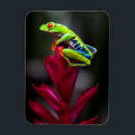 Kikker van de rode oogboom magneet<br><div class="desc">Tom Norring / DanitaDelimont.com | Midden-Amerika,  Costa Rica | Kikker met rode ogen. Sarapiqui. Costa Rica. Midden-Amerika.</div>