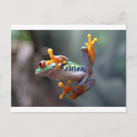 Kikker van John Remar Jr. Briefkaart (Voorkant)