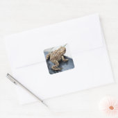 Kikker Vierkante Sticker (Envelop)