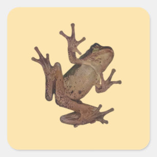 kikker vierkante sticker
