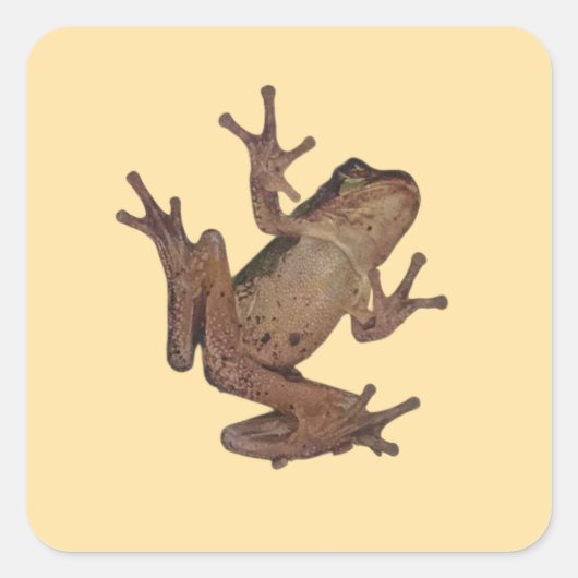 kikker vierkante sticker (Voorkant)